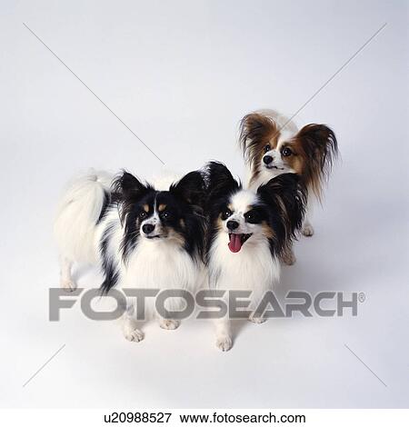 Stock Photo - High angle view of three Papillons. Fotosearch