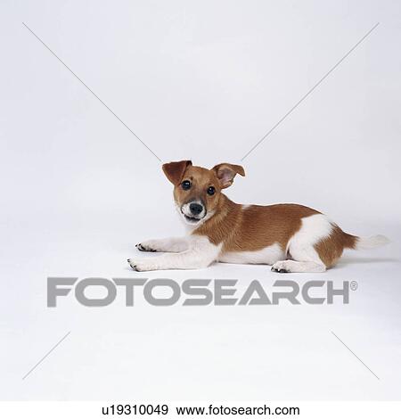 Jack Russell terrier lying View Large Photo Image Stock Photo - Jack Russell terrier lying. Fotosearch