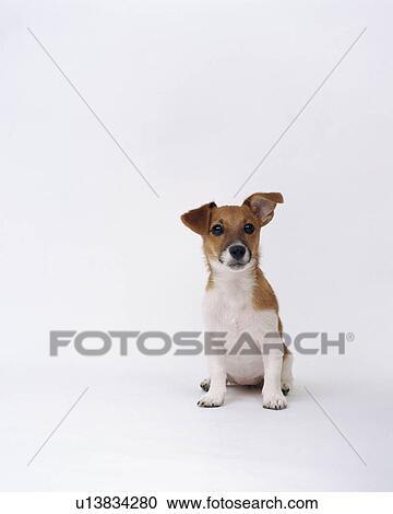 Stock Image - Jack Russell terrier sitting. Fotosearch