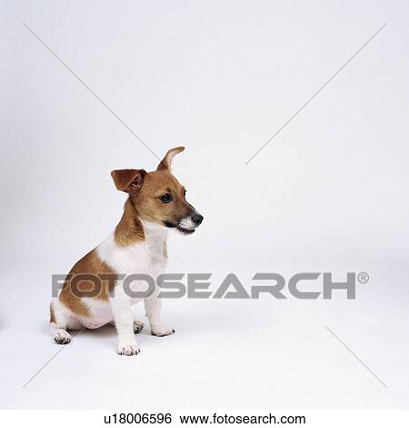 Jack Russell terrier sitting View Large Photo Image Stock Photograph - Jack Russell terrier sitting. Fotosearch