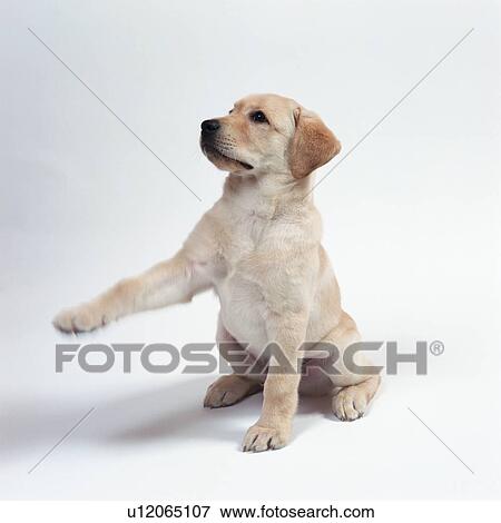 Stock Photo - Labrador retriever lifting his paw up. Fotosearch