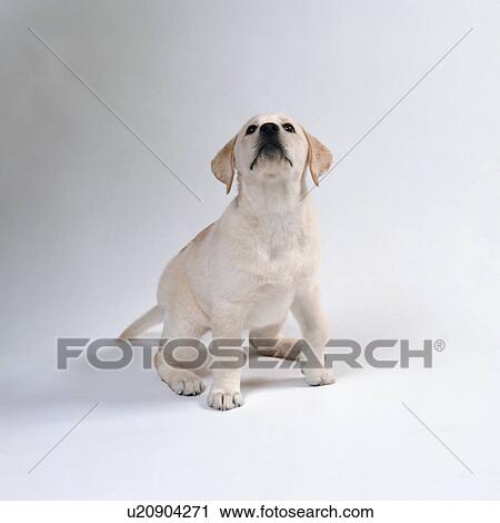 Stock Image - Labrador retriever looking up. Fotosearch