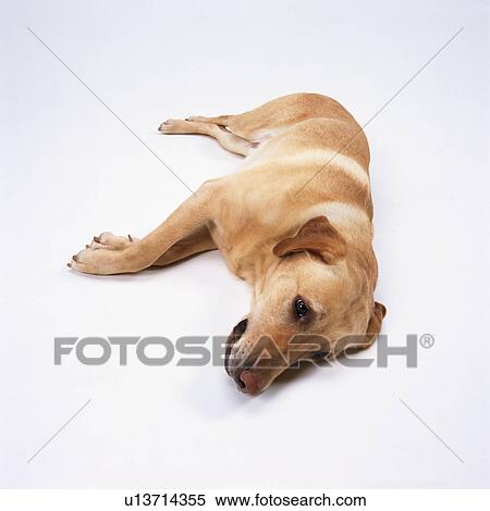 Stock Photography - Labrador retriever lying down. Fotosearch
