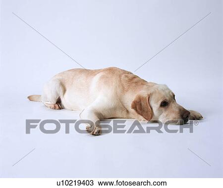 Stock Image - Labrador retriever lying. Fotosearch