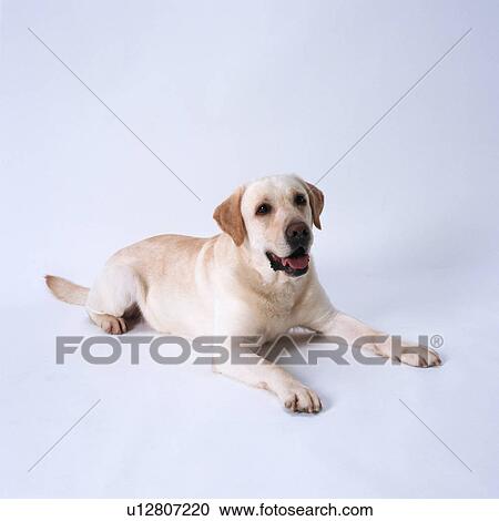 Stock Image - Labrador retriever lying. Fotosearch
