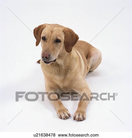 Stock Photo - Labrador retriever lying. Fotosearch
