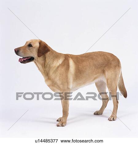 Stock Photo - Labrador retriever standing. Fotosearch