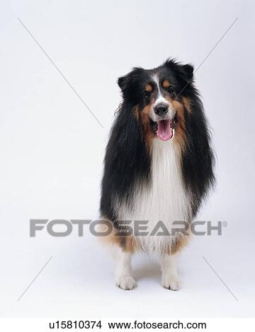 Long Haired Shetland Sheepdog Standing Picture U15810374