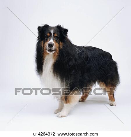 Long Haired Shetland Sheepdog Standing Stock Image U14264372