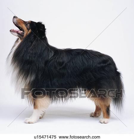 Long Haired Shetland Sheepdog Standing Stock Photography