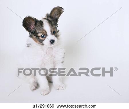 Stock Photo - Papillon sitting. Fotosearch