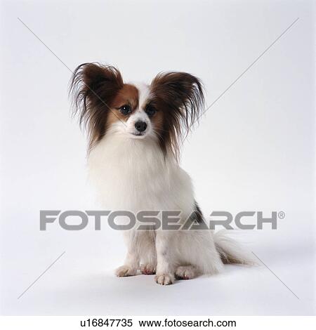 Papillon sitting View Large Photo Image Stock Photography - Papillon sitting. Fotosearch