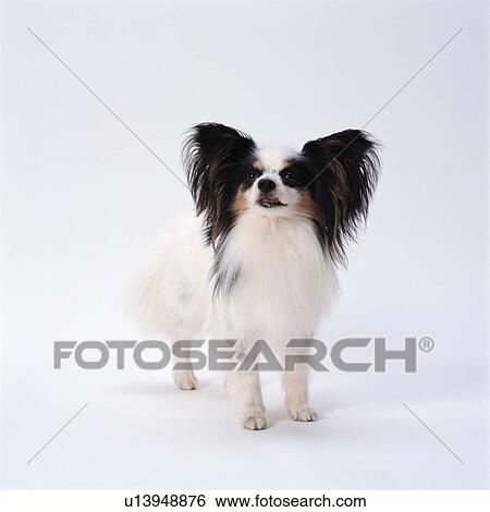 Papillon standing View Large Photo Image Stock Photograph - Papillon standing. Fotosearch