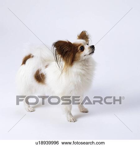 Papillon standing View Large Photo Image Stock Photograph - Papillon standing. Fotosearch