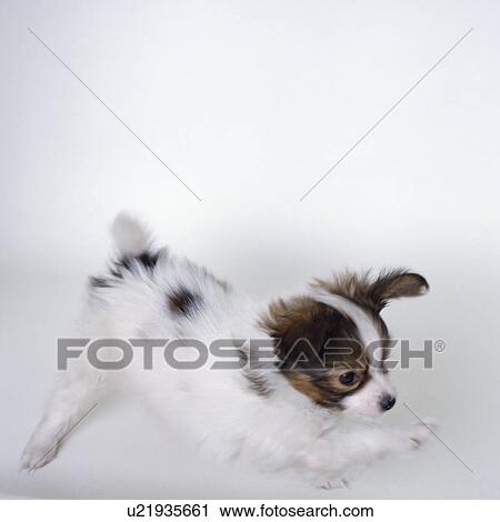 Papillon stretching, blurred motion View Large Photo Image Stock Image - Papillon stretching, blurred motion. Fotosearch