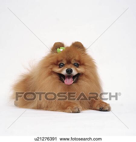 Stock Image - Pomeranian lying. Fotosearch