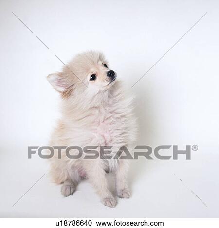Pomeranian sitting View Large Photo Image Stock Image - Pomeranian sitting. Fotosearch