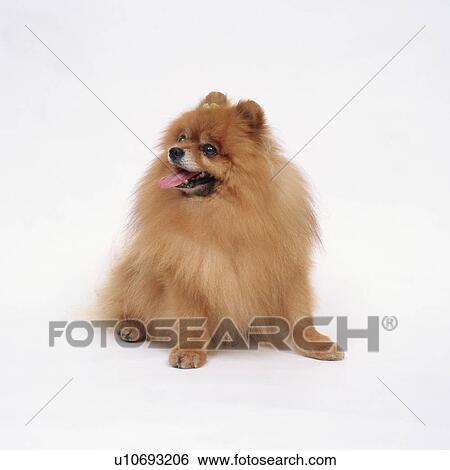Stock Photograph - Pomeranian sitting. Fotosearch
