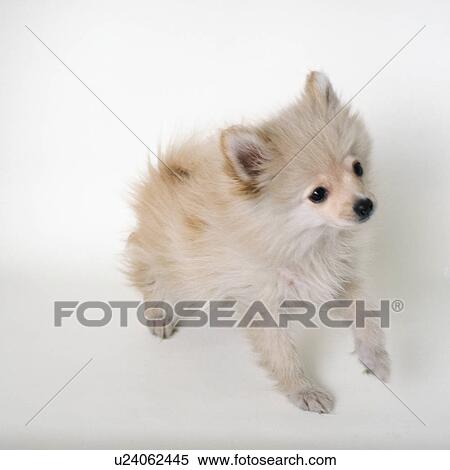 Pomeranian sitting View Large Photo Image Stock Photography - Pomeranian sitting. Fotosearch
