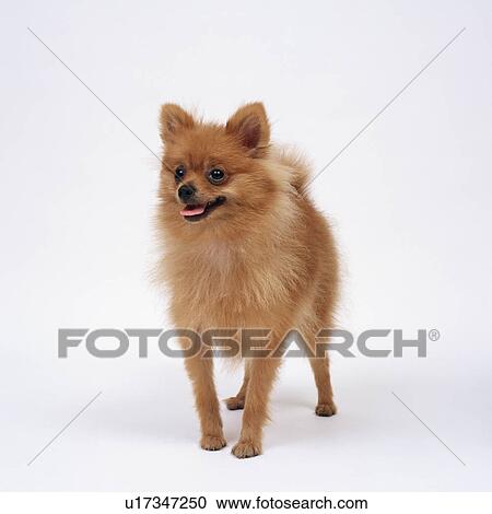 Pomeranian standing View Large Photo Image Stock Image - Pomeranian standing. Fotosearch