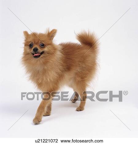 Stock Image - Pomeranian standing. Fotosearch