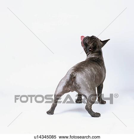 Rear view of a black French bulldog standing View Large Photo Image Stock Photography - Rear view of a black French bulldog standing. Fotosearch