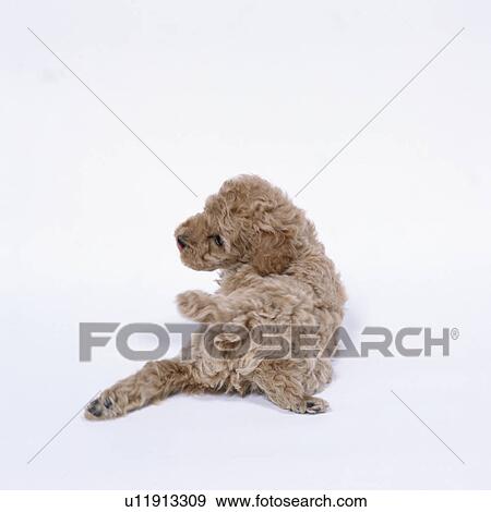 Stock Photo - Rear view of a brown toy poodle. Fotosearch