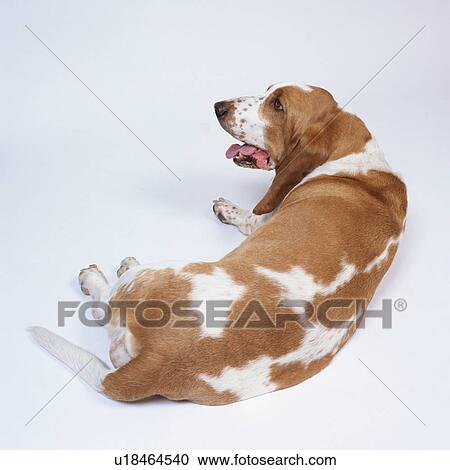 Rear view of an adult basset hound lying View Large Photo Image Stock Image - Rear view of an adult basset hound lying. Fotosearch