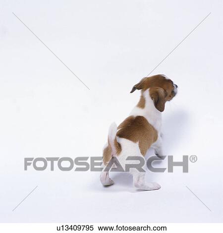 Stock Photography - Rear view of Jack Russell terrier standing. Fotosearch