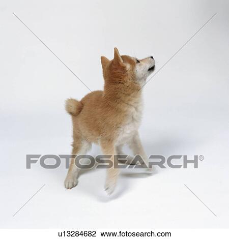 Shiba inu looking up View Large Photo Image Stock Image - Shiba inu looking up. Fotosearch