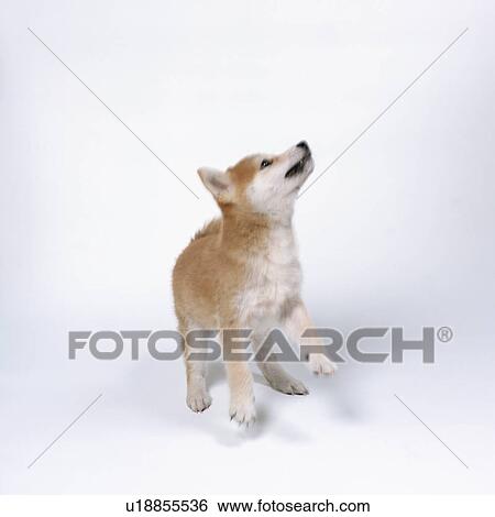 Stock Photograph - Shiba inu looking up. Fotosearch