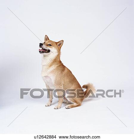 Picture - Shiba inu sitting. Fotosearch