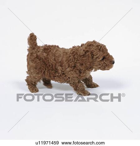 Stock Photo - Side view of a brown toy poodle standing. Fotosearch