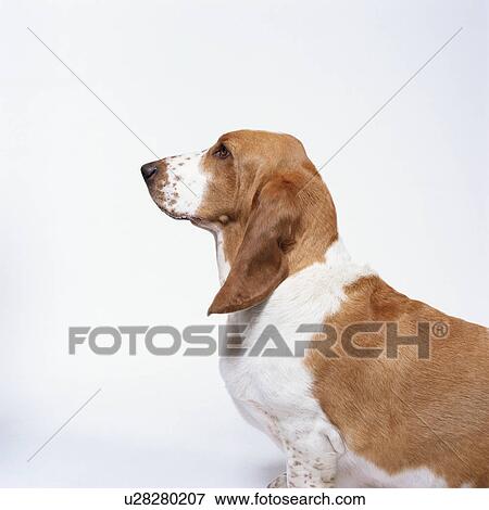 Side view of an adult basset hound View Large Photo Image Stock Photo - Side view of an adult basset hound. Fotosearch