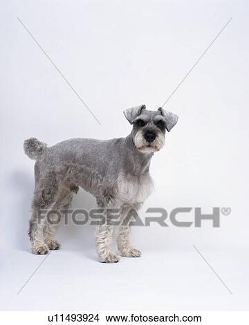 Side view of grayish wire haired miniature schnauzer standing View Large Photo Image Picture - Side view of grayish wire haired miniature schnauzer standing. Fotosearch