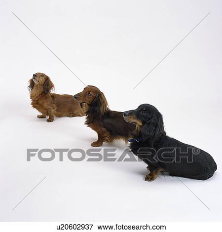 Side view of three dachshunds View Large Photo Image Stock Photo - Side view of three dachshunds. Fotosearch