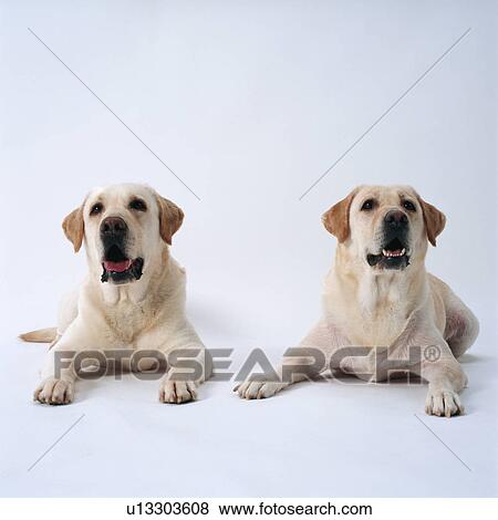 Twin Labrador retrievers lying View Large Photo Image Stock Photo - Twin Labrador retrievers lying . Fotosearch