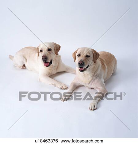 Twin Labrador retrievers lying View Large Photo Image Stock Photograph - Twin Labrador retrievers lying . Fotosearch