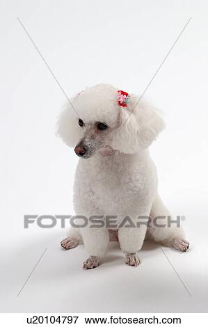 White poodle sitting View Large Photo Image Stock Photo - White poodle sitting. Fotosearch
