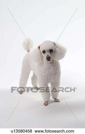 White poodle standing View Large Photo Image Stock Photo - White poodle standing. Fotosearch