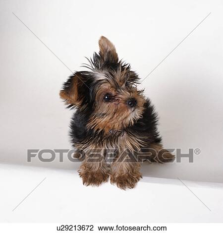 Yorkshire terrier sitting View Large Photo Image Stock Image - Yorkshire terrier sitting. Fotosearch