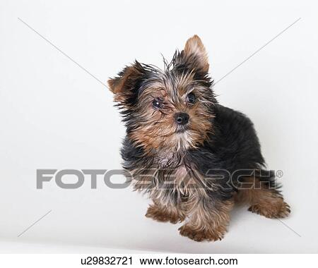Stock Image - Yorkshire terrier sitting. Fotosearch