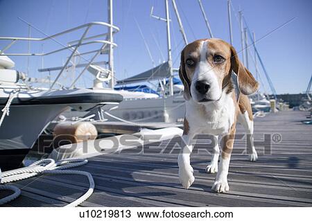 Beagle in a harbor View Large Photo Image Stock Image - Beagle in a harbor. Fotosearch