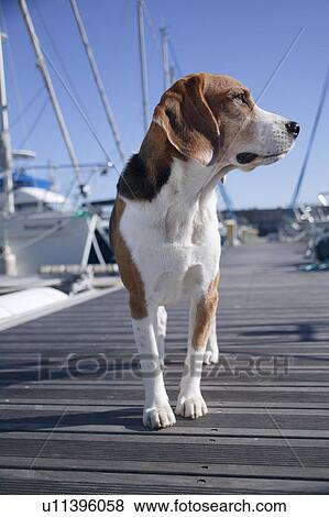 Stock Photo - Beagle in a harbor. Fotosearch