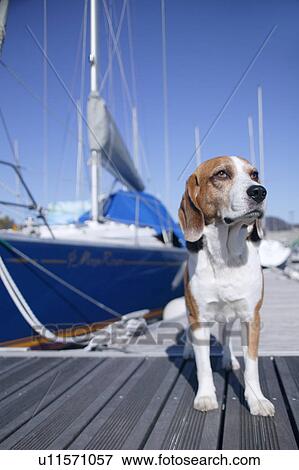 Stock Photo - Beagle in a harbor. Fotosearch
