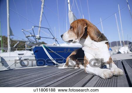 Stock Photo - Beagle in a harbor. Fotosearch