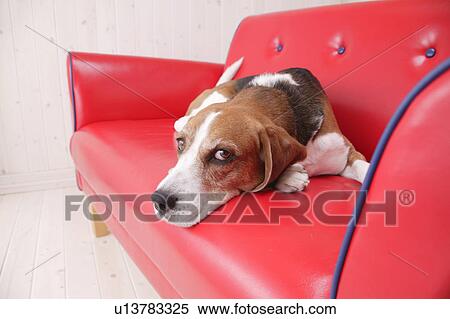Beagle in a sofa, looking at camera View Large Photo Image Stock Photography - Beagle in a sofa, looking at camera. Fotosearch
