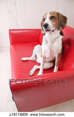Beagle in a sofa View Large Photo Image Stock Photograph - Beagle in a sofa. Fotosearch