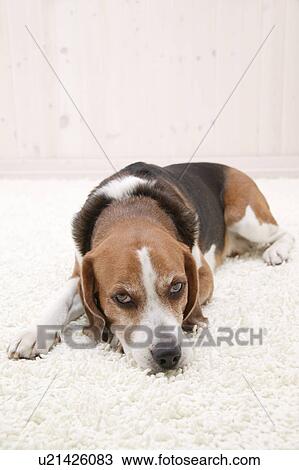 Beagle looking at camera View Large Photo Image Stock Image - Beagle looking at camera. Fotosearch