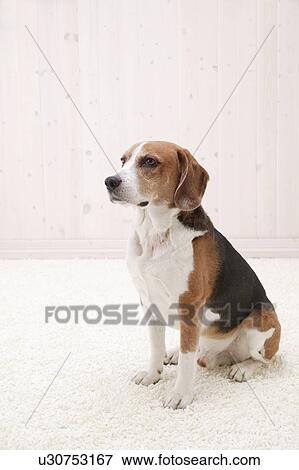 Beagle, Studio Shot View Large Photo Image Stock Photo - Beagle, Studio Shot. Fotosearch